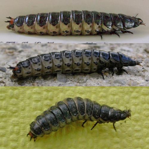 Calosoma sycophanta